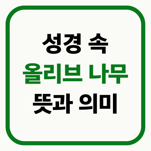 성경 속 올리브 나무 뜻과 의미 썸네일